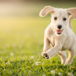 Dog Poop Pickup in Lyndon, Michigan
