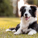 Dog Poop Pickup in Lyndon, Michigan