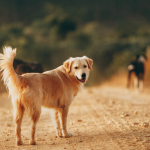 Dog Poop Pickup in Lyndon, Michigan