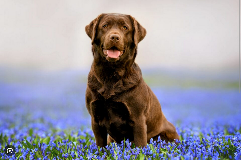 Dog Poop Pickup in Lyndon, Michigan